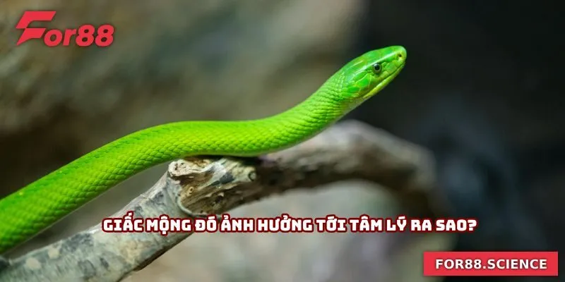 Mơ Thấy Rắn Cắn - Hé Lộ Bí Mật Về Những Con Số May Mắn 2 Giấc mộng đó ảnh hưởng tới tâm lý ra sao?