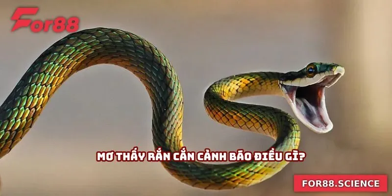 Mơ Thấy Rắn Cắn - Hé Lộ Bí Mật Về Những Con Số May Mắn 1 Mơ thấy rắn cắn cảnh báo điều gì?